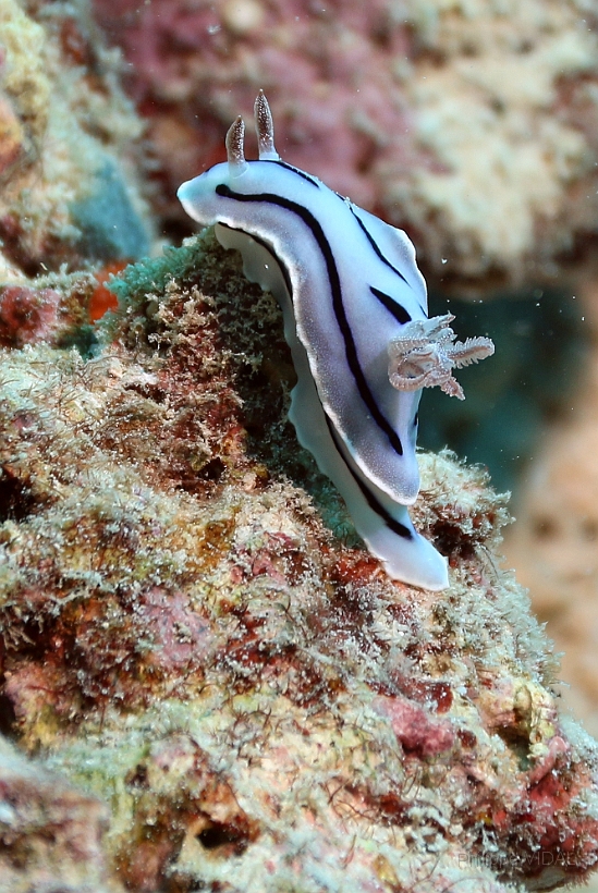 Sipadan_2015_Nudibranche_Doris de Loch_Chromodoris lochi_IMG_2289_rc.jpg